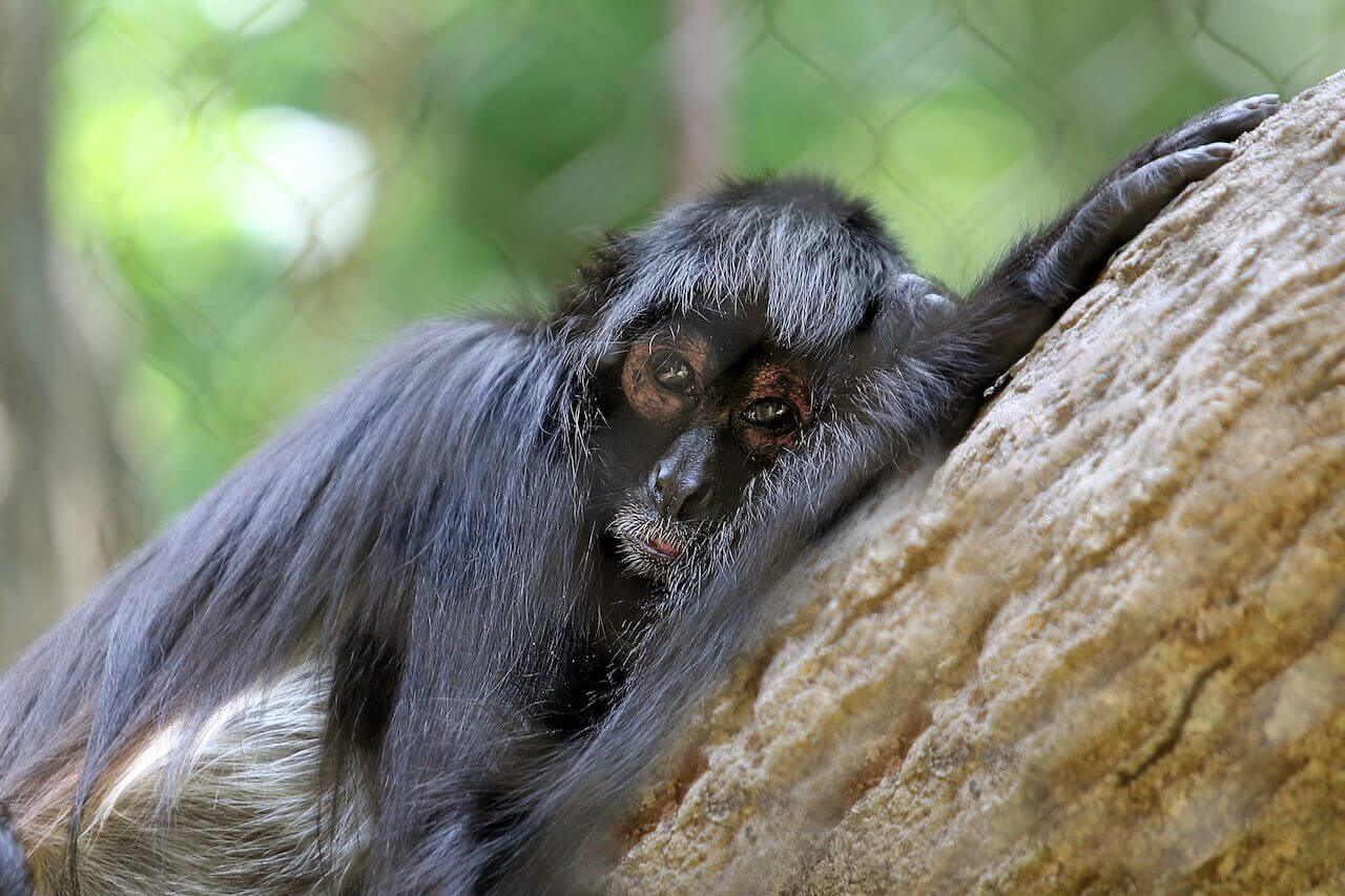 Sleepy spider monkey at the Nashville Zoo at Grassmere.