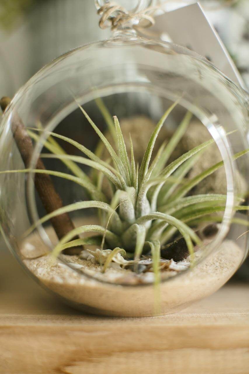 SB-SE-Zen-Succulent-5.jpg