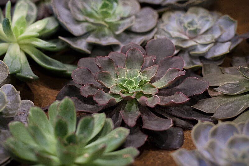 sbguide_memphis_gardendistrict_succ_11-14.jpg