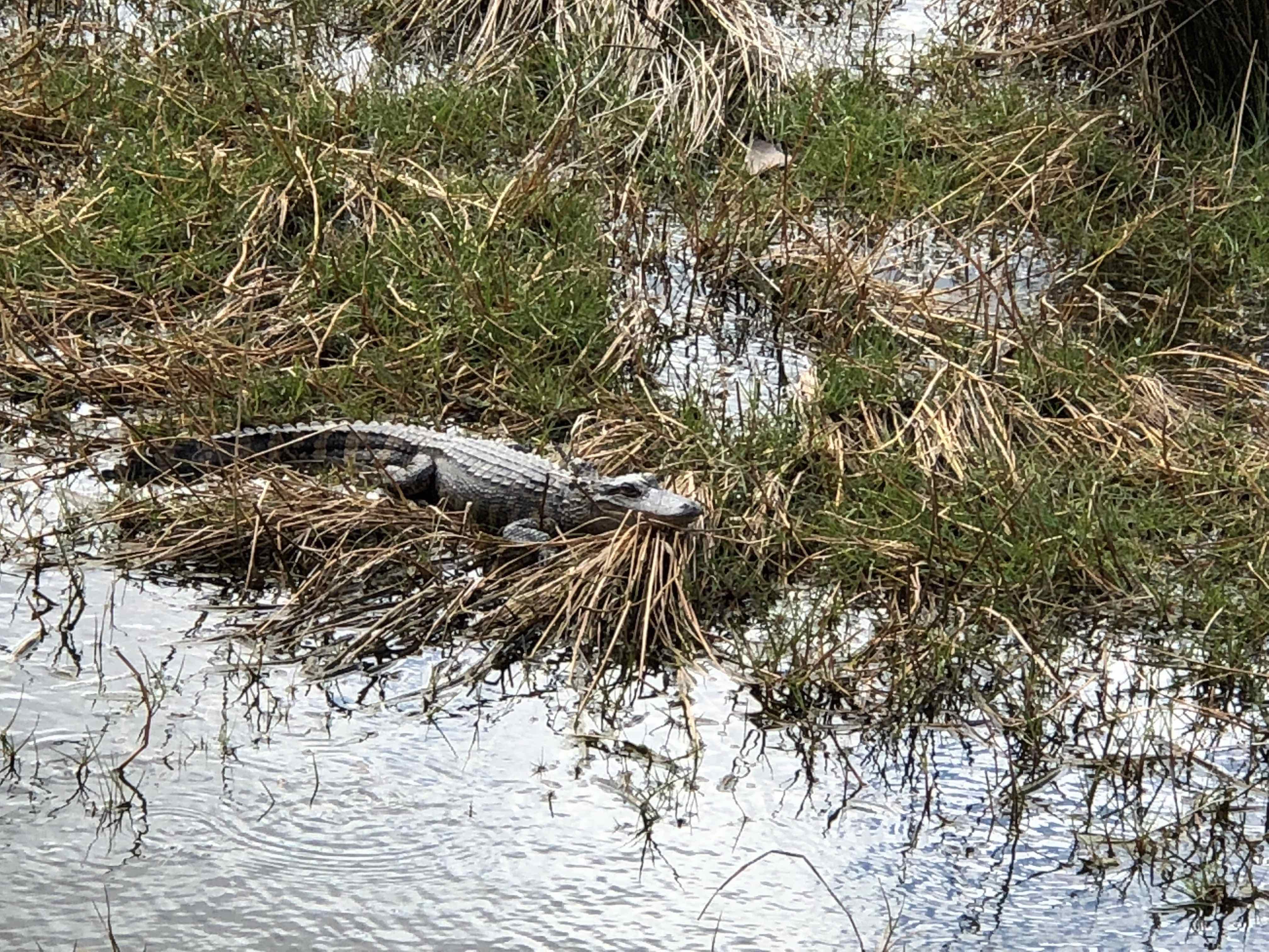Little St. Simons Island