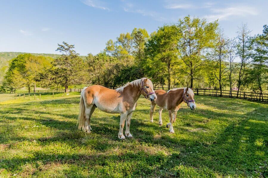 Welcome to this contemporary farmhouse listed by RealtySouth. Welcome to this contemporary farmhouse listed by RealtySouth.