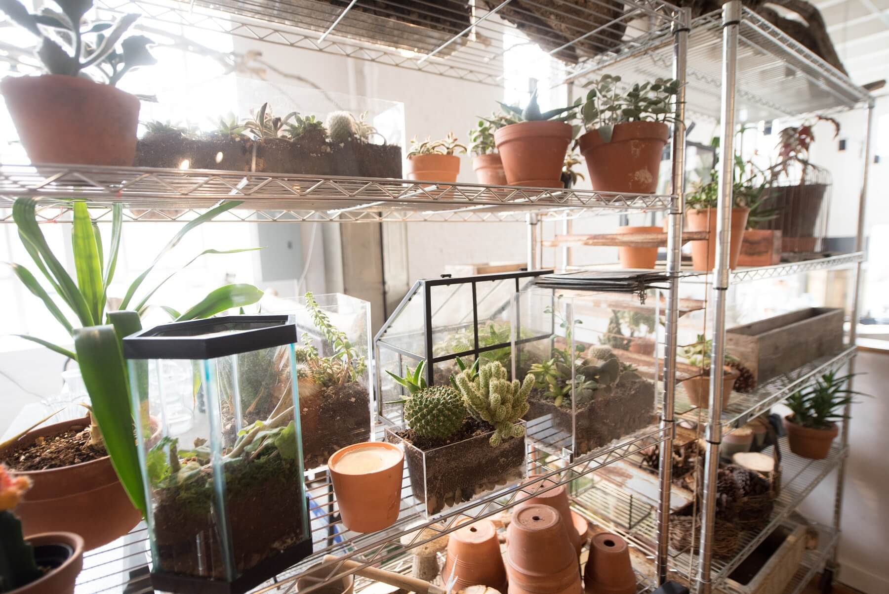 Terrariums and miniature gardens are some of Wallflower’s offerings. Image: Creation Studios for The South Main Market