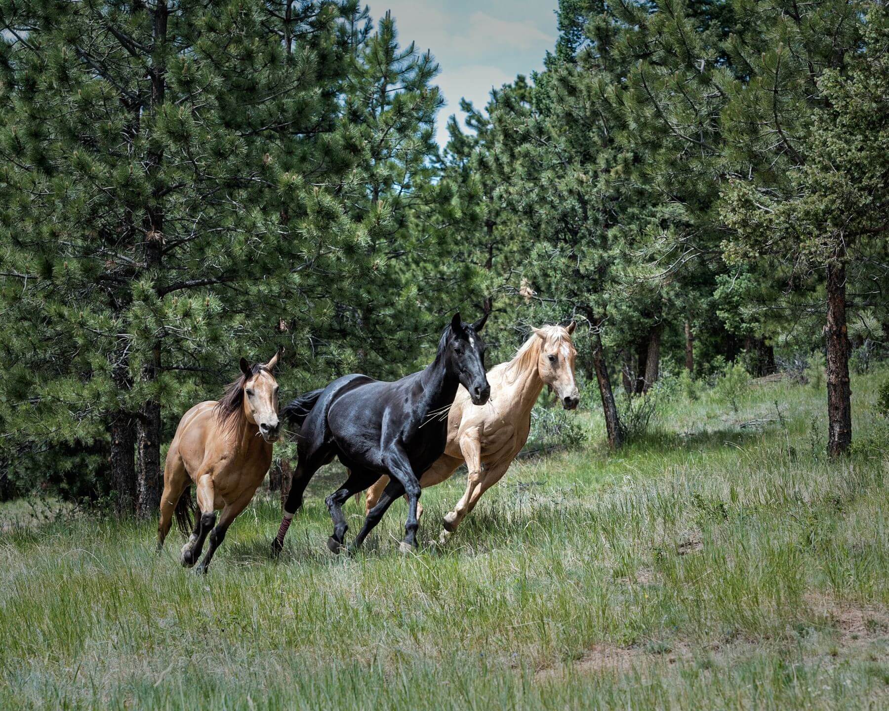 “If you ever see them in a field, even as foals, they are constantly racing and competing. There is a natural competitive spirit in a horse, one always trying to outdo the other," says Alex. “If you ever see them in a field, even as foals, they are constantly racing and competing. There is a natural competitive spirit in a horse, one always trying to outdo the other," says Alex.