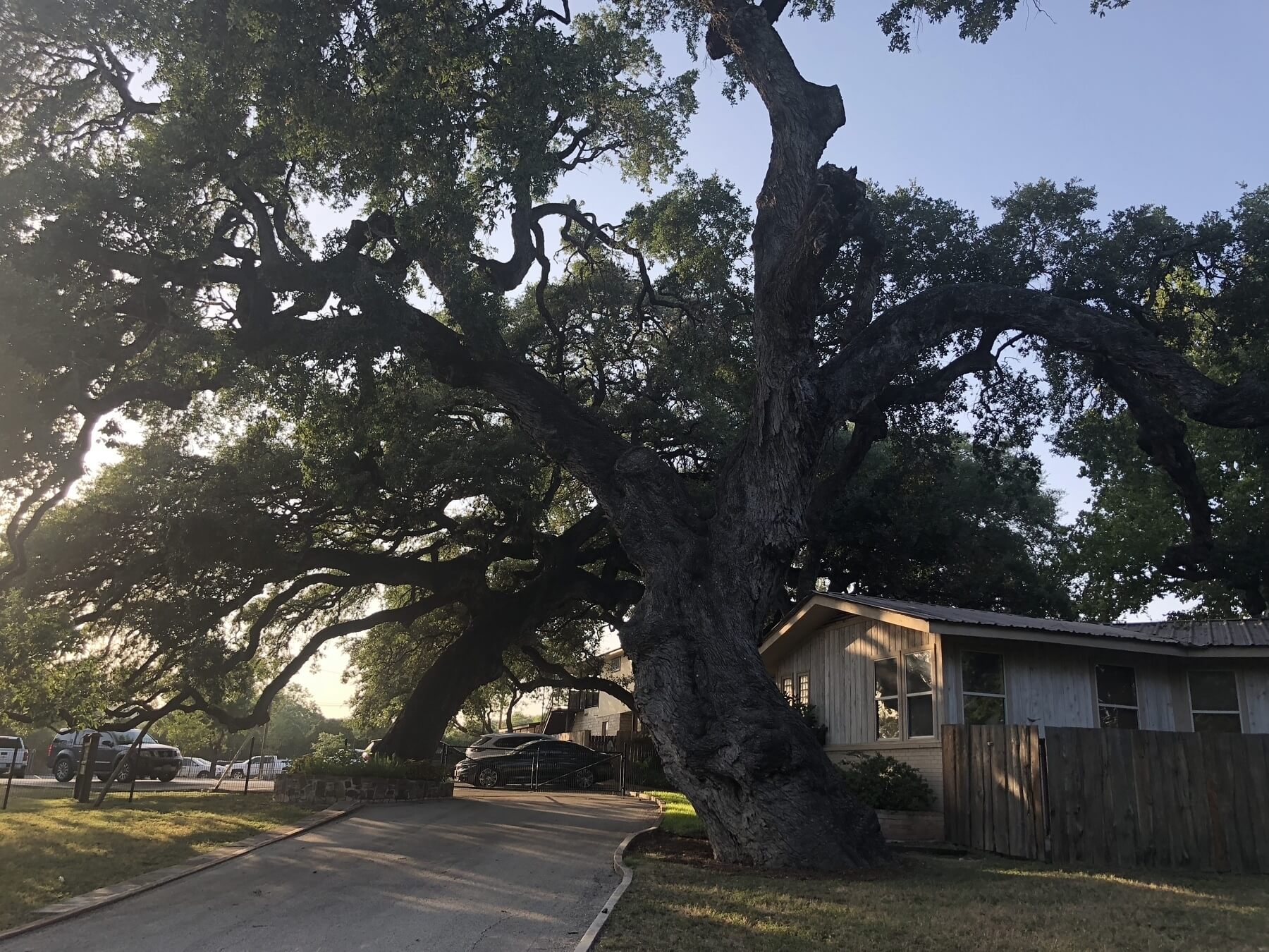 Tree