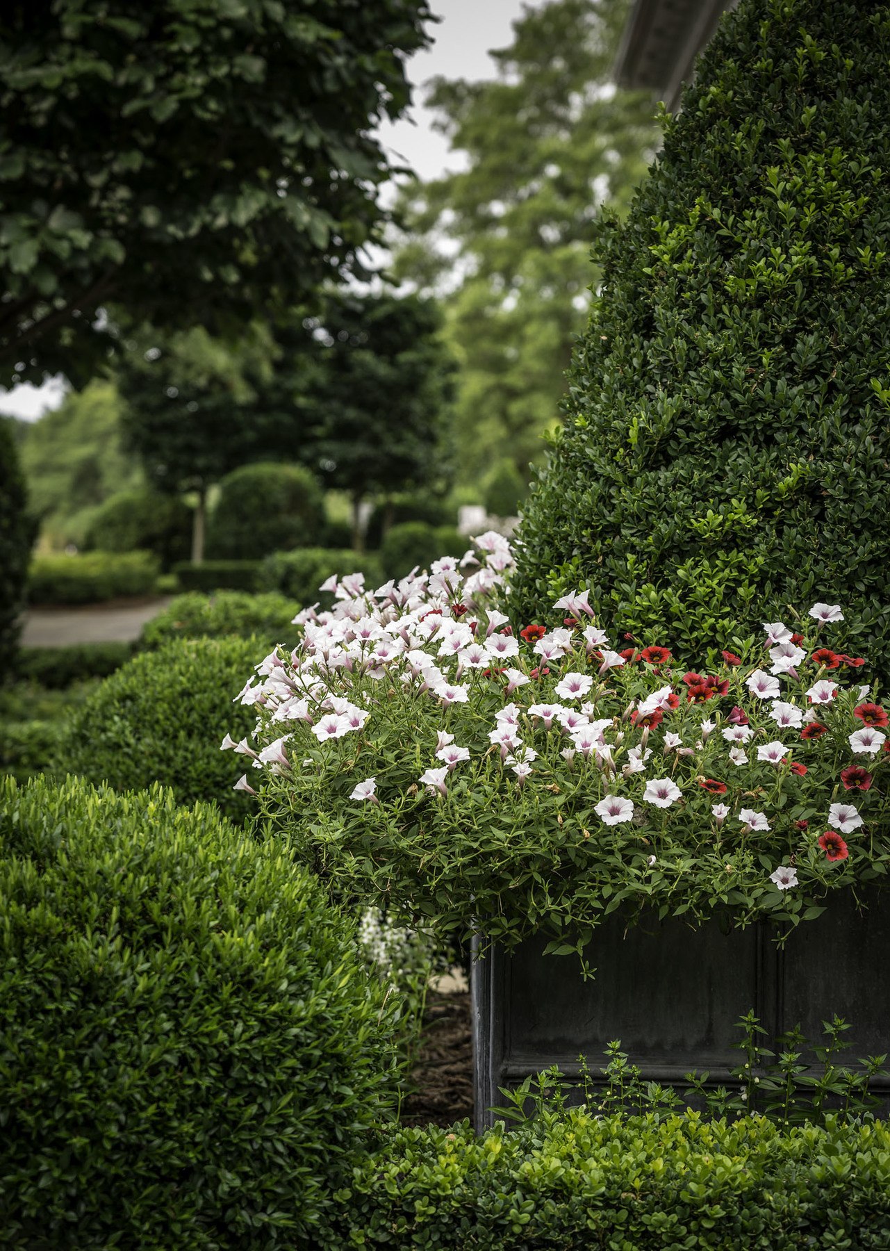 A swath of seasonal colors breaks up the green of the boxwoods, as the flowers overflow from the custom-made lead planter.