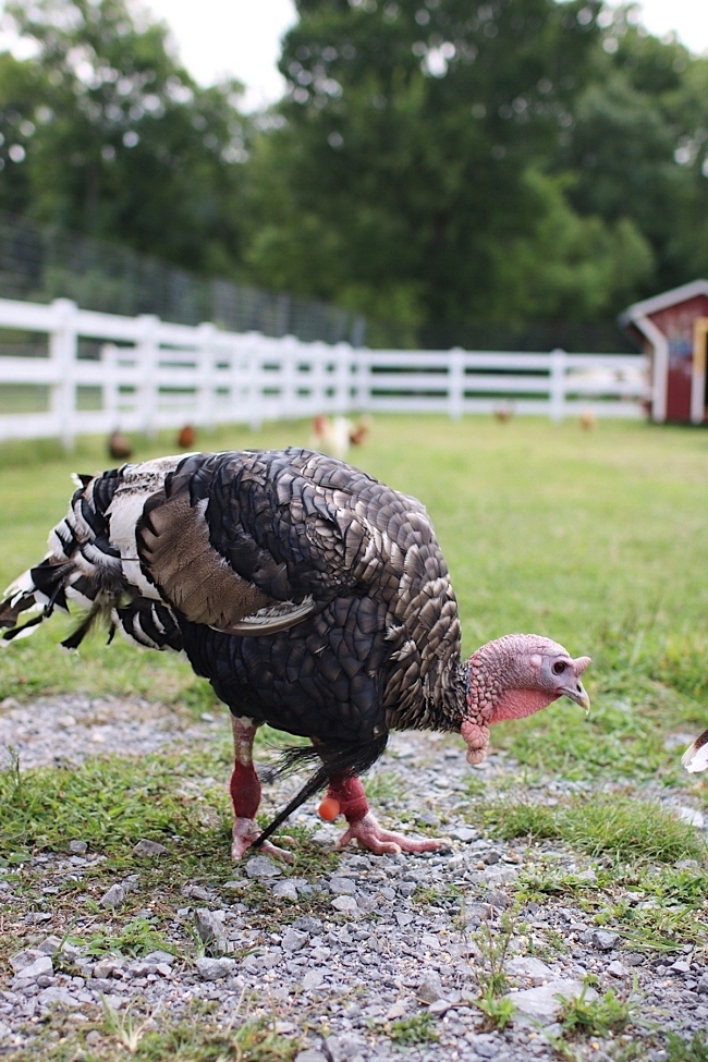 There are several turkeys living their best lives at The Gentle Barn. In fact, they enjoy Thanksgiving, when Ellie invites guests to enjoy a plant-based Thanksgiving dinner on the property followed by a drum circle by the fire.