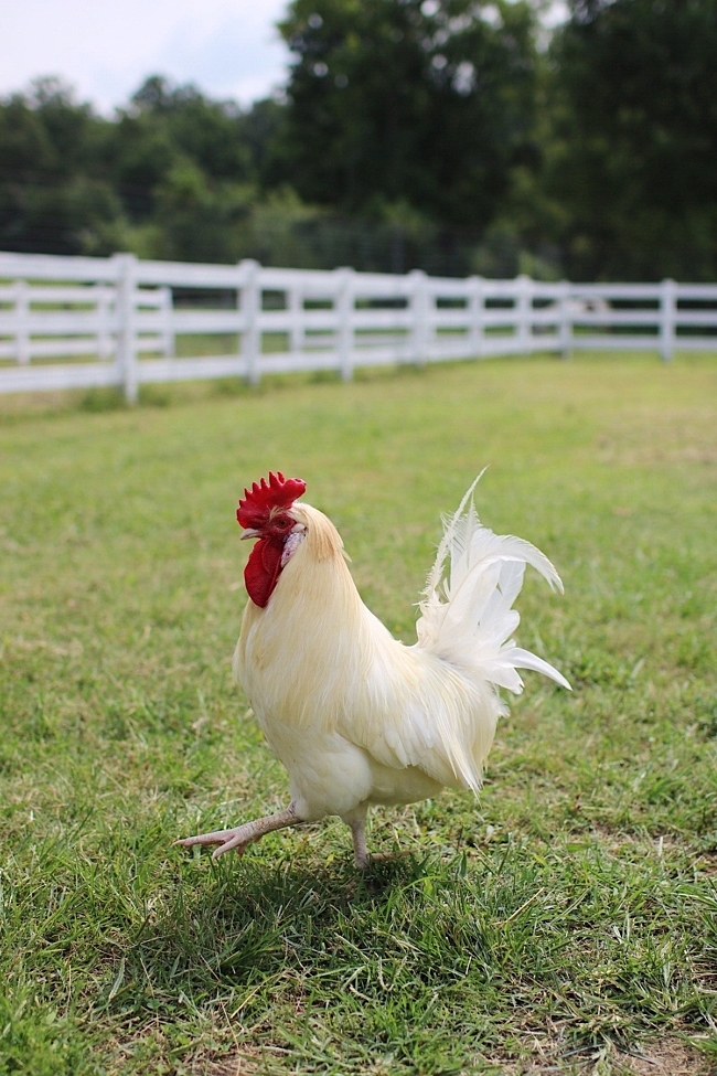Allow us to introduce you to Rick Springfield, a rooster who was rescued out by the Nashville International Airport. The woman who contacted The Gentle Barn to rescue him happened to be the president of the Rick Springfield fan club, hence this handsome guy's name. 