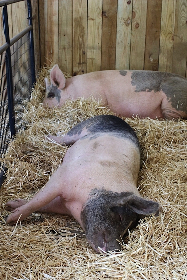 These lovies are happy to spend their days lounging around in the hay. Dream, in the foreground, was rescued on Martin Luther King Day, hence her name.