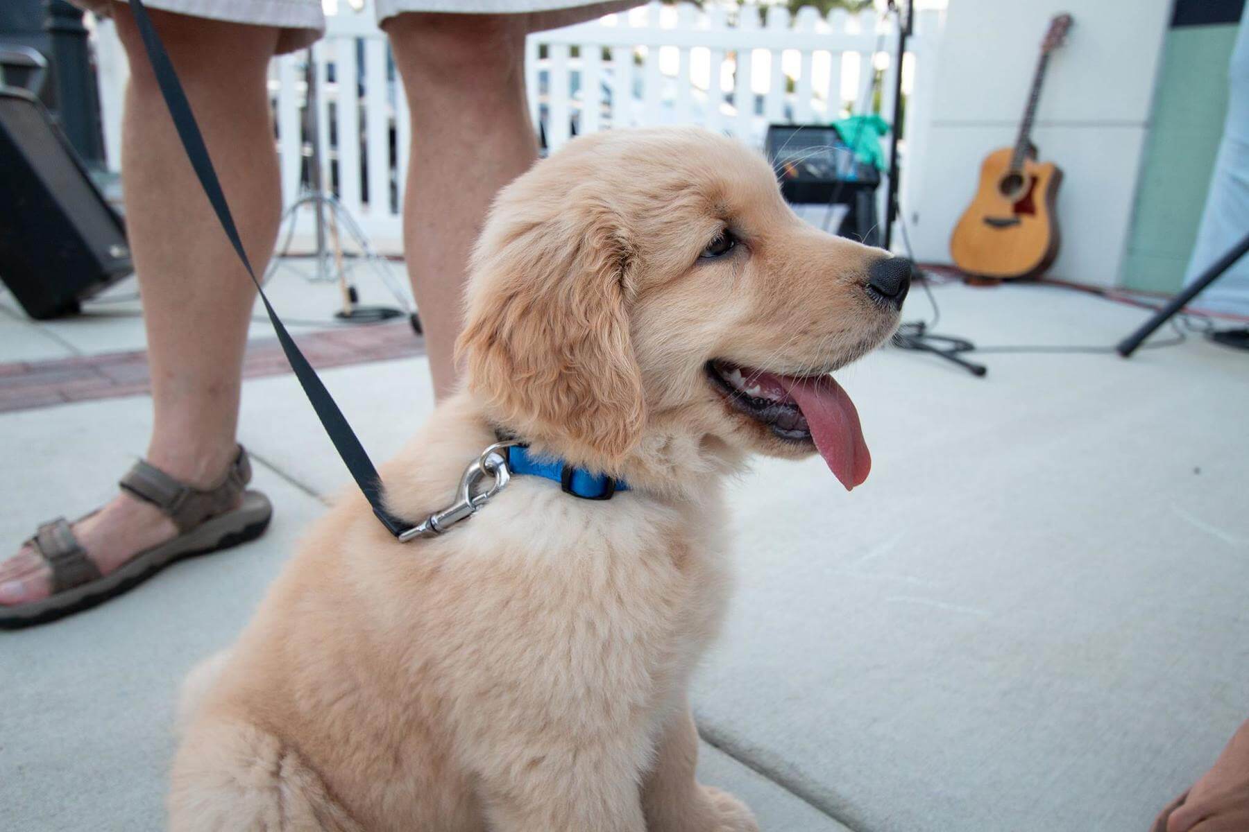 This adorable pup attended Saddle Creek's recent Beer Garden event! Image: Bob Pierce