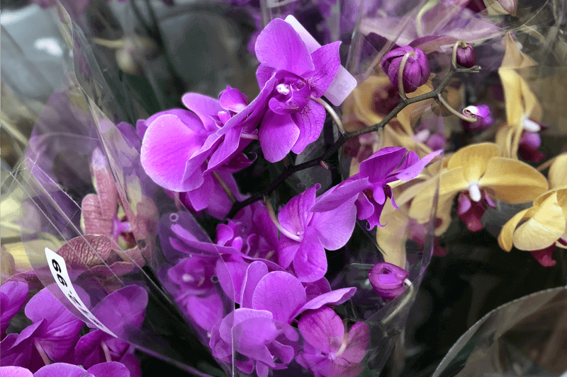 SB TraderJoes Orchids