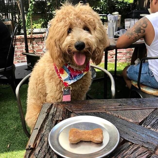 Cat Cafes and Dog-Friendly Spots in Atlanta: 6 Cafes & Restaurants to Visit
