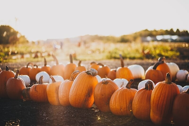 Pumpkin Patches in Charlotte Pumpkin Patches in Charlotte