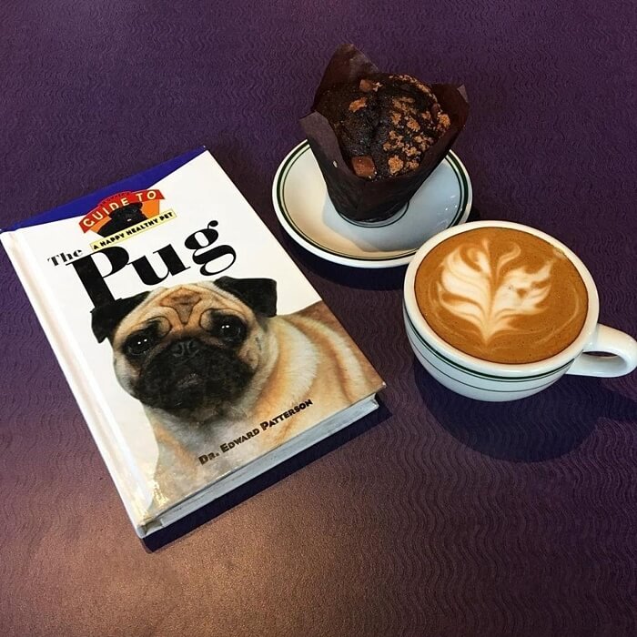 Cat Cafes and Dog-Friendly Spots in Atlanta: 6 Cafes & Restaurants to Visit