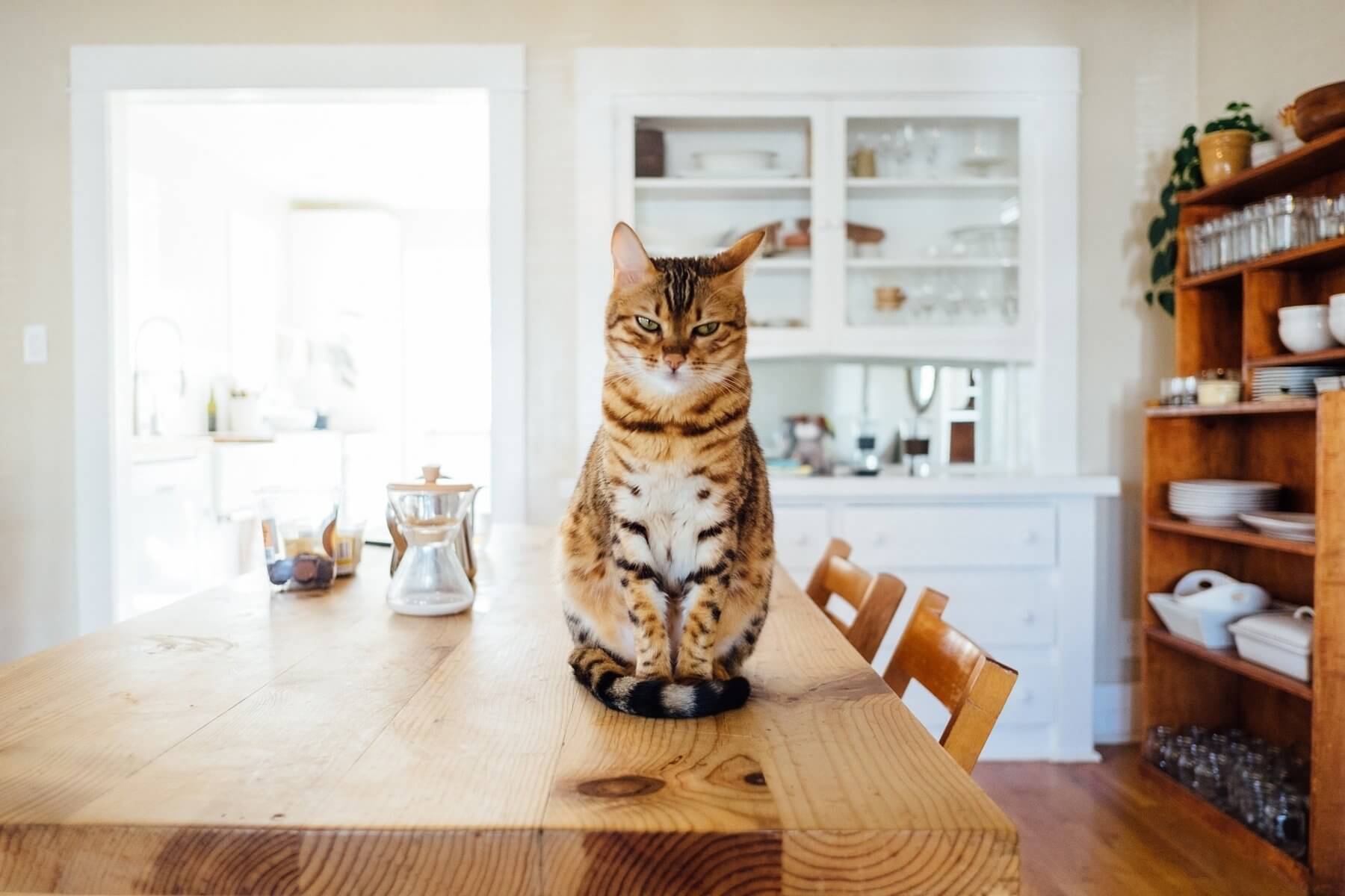 King of Clean King of Clean