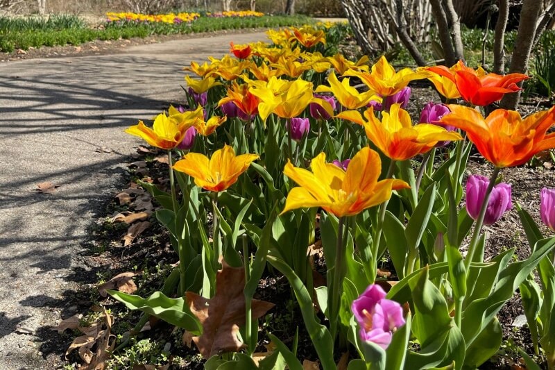 Here's to warm weather and spring blooms! Image: Memphis Botanic Garden Flowers at Memphis Botanic Garden