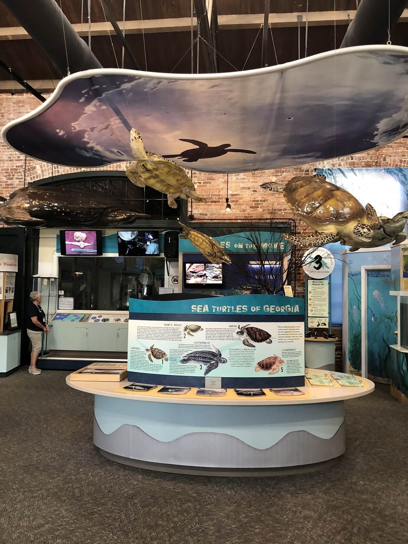 Georgia Sea Turtle Center — Jekyll Island