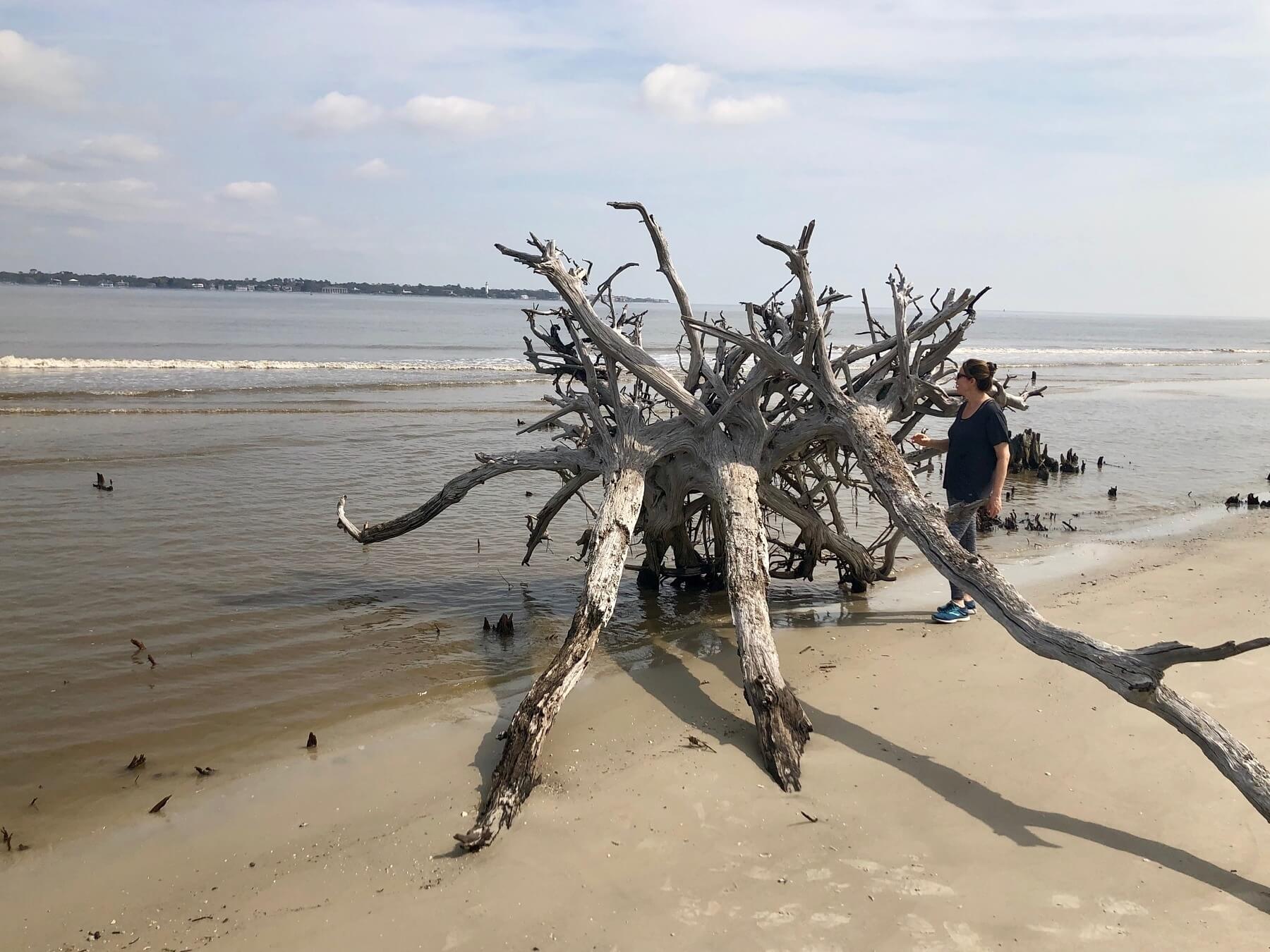 Driftwood Beach — Jekyll Island