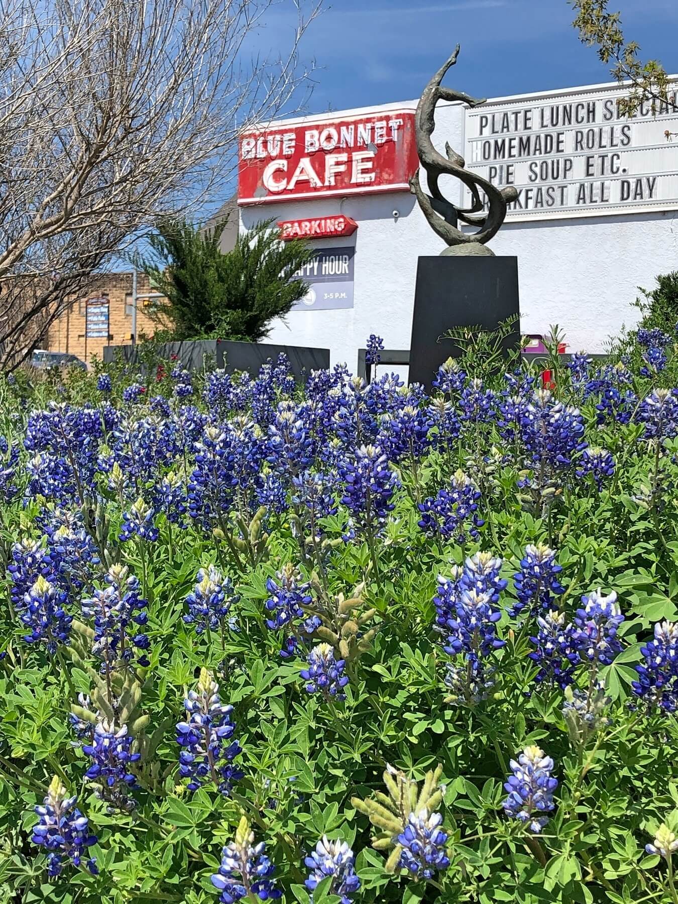 Highland Lakes Region blue bonnets