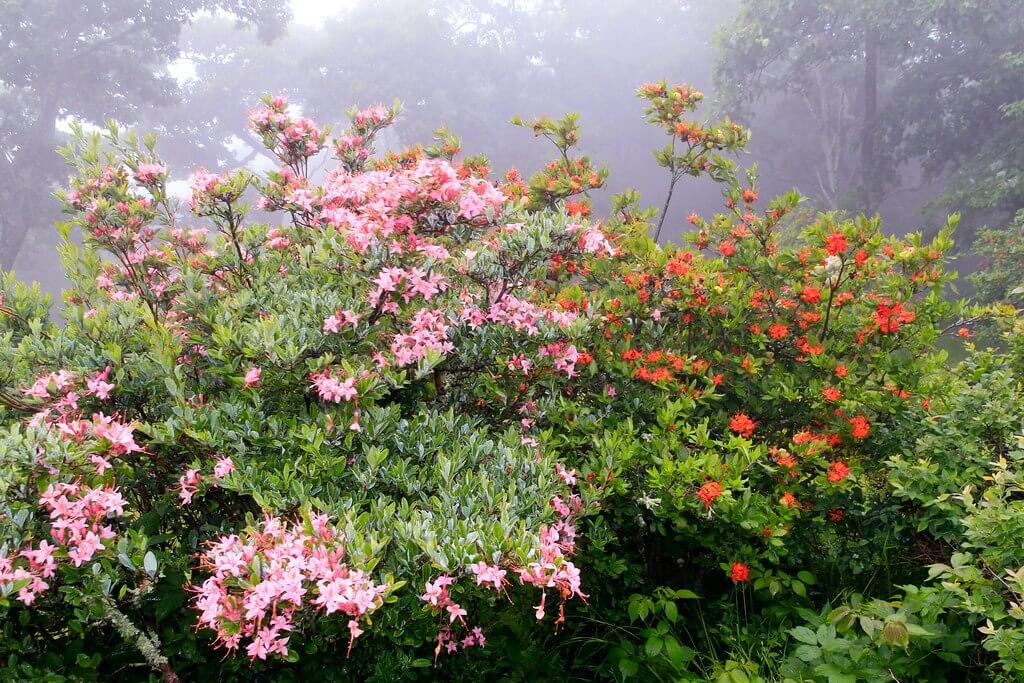 wildflower hike
