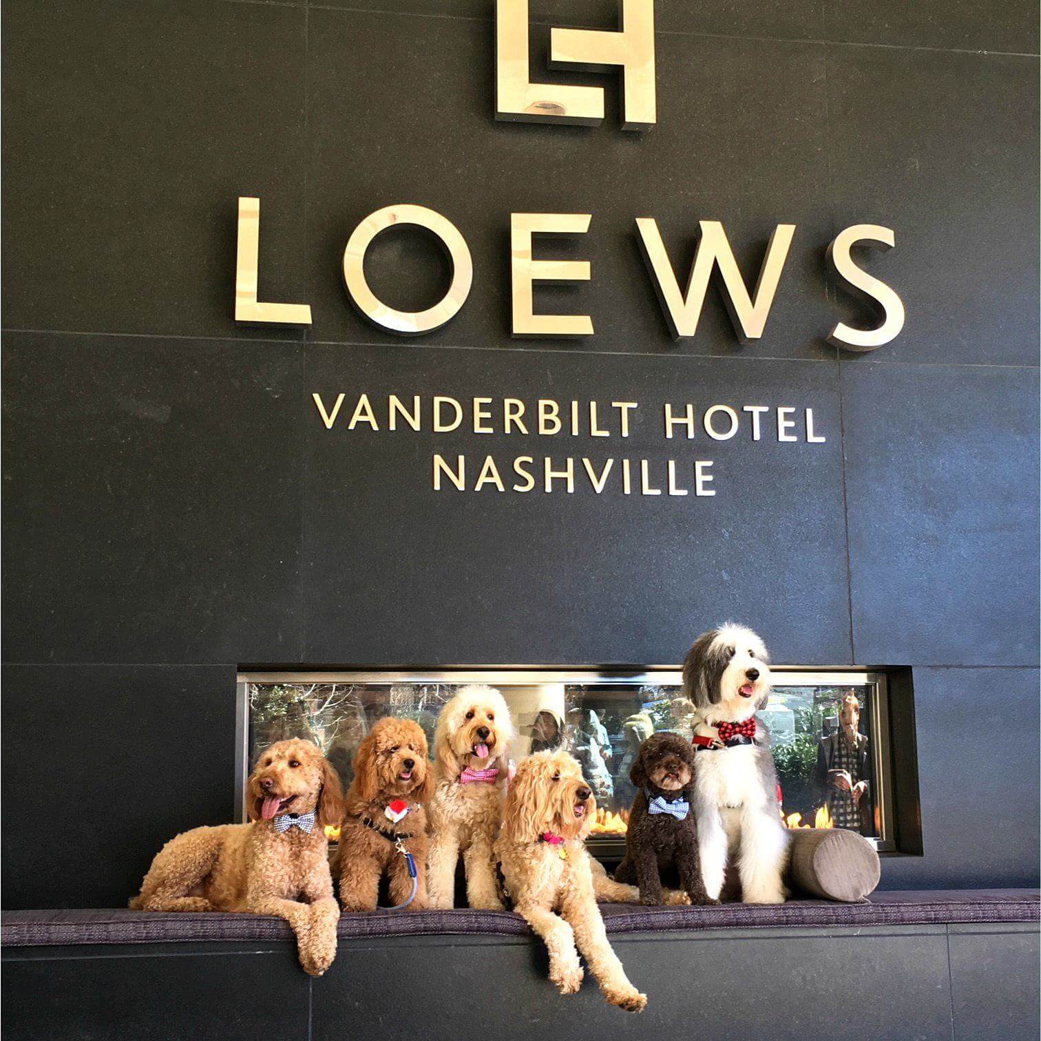 10 DogFriendly Hotels Around the South