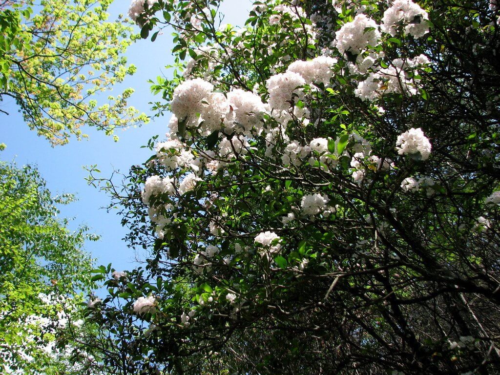 wildflower hike