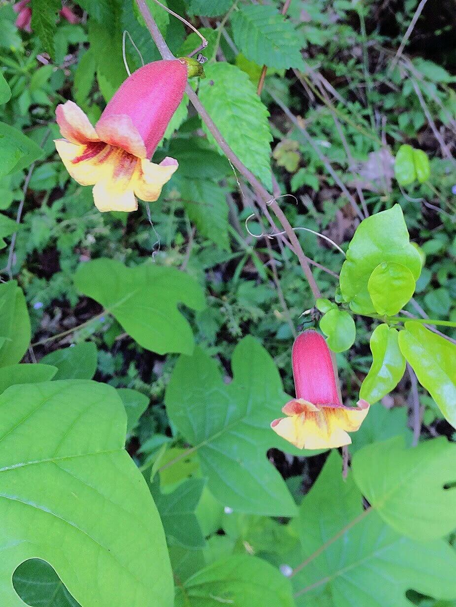 wildflower hike