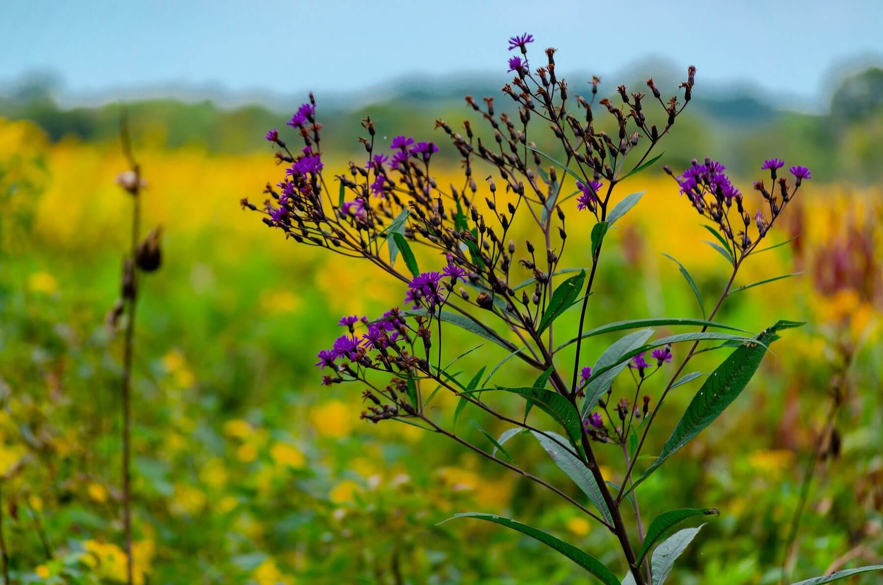 Spring Wildflower Scavenger Hunt — Tennessee State Parks