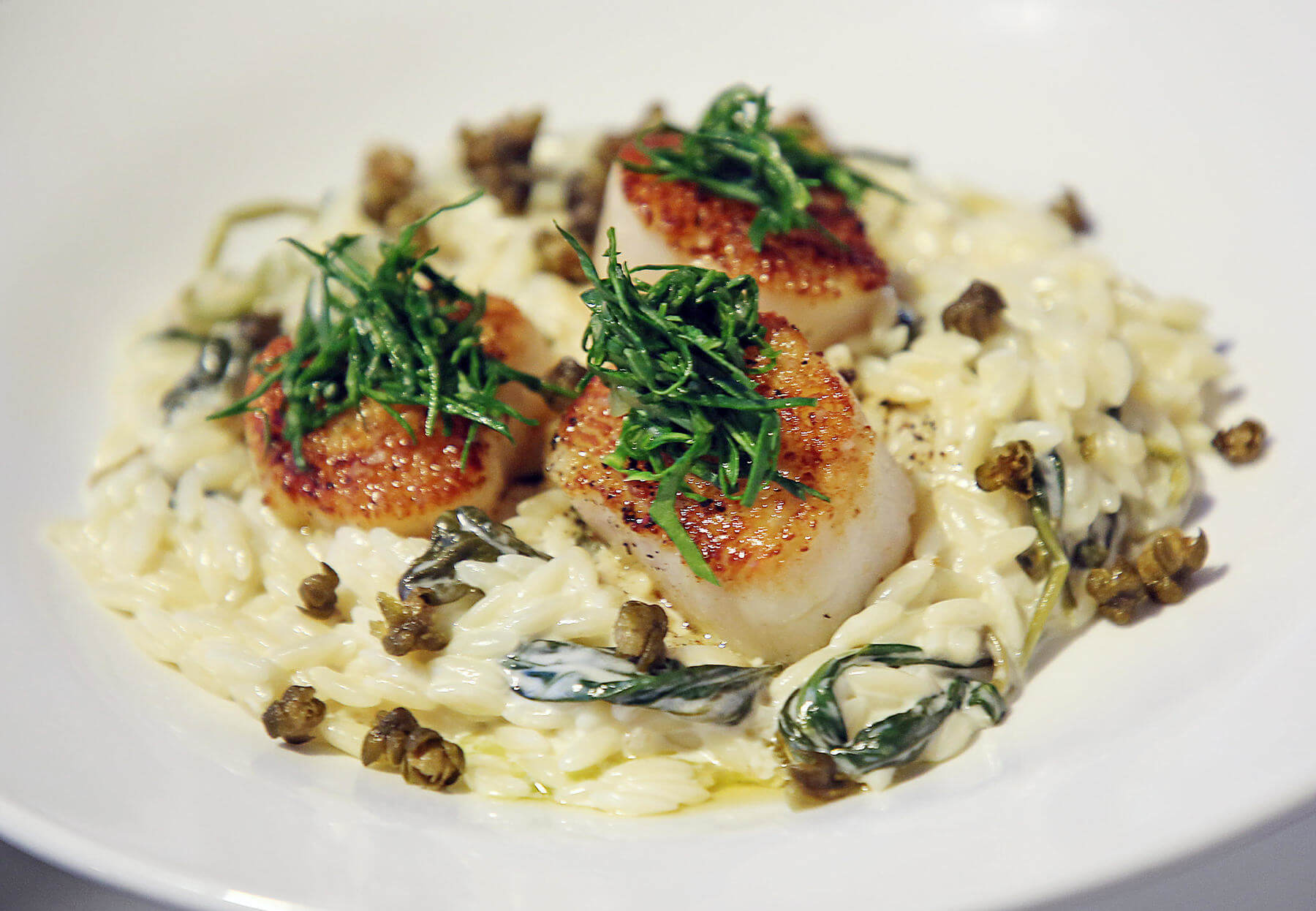 scallops