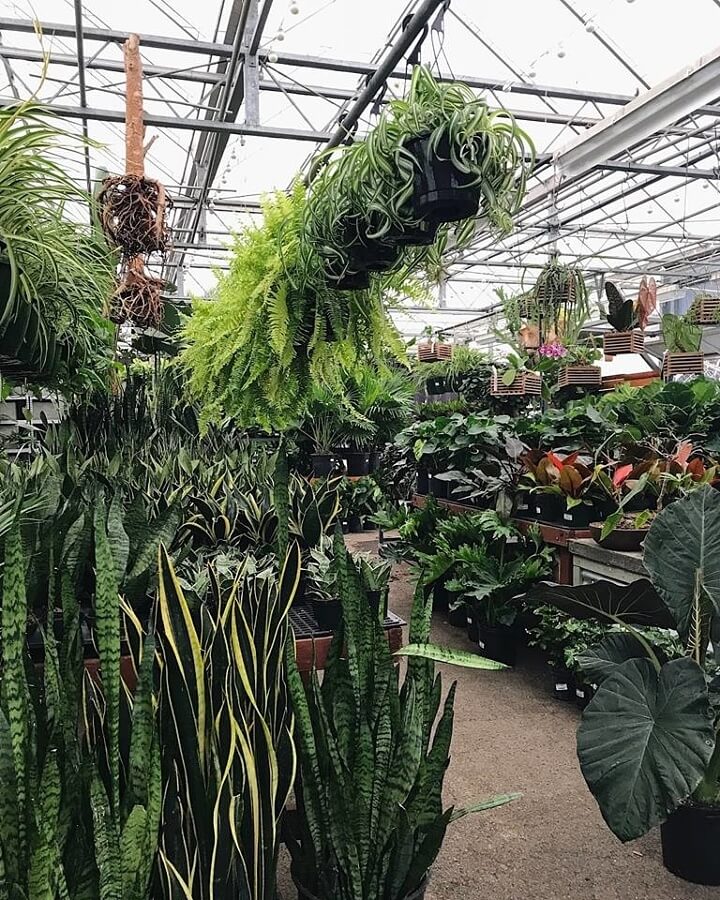 nashville fresh flowers