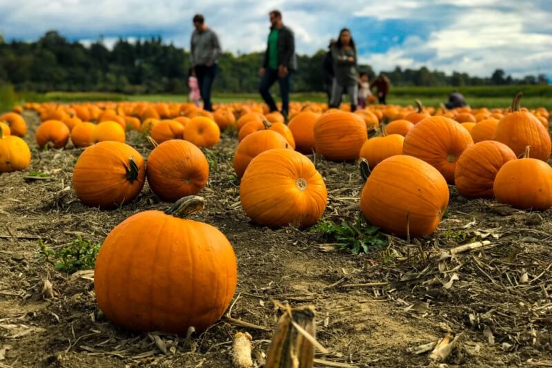 Enjoy the fall season with any of these October events! Louisville Events & Happenings: October 2020