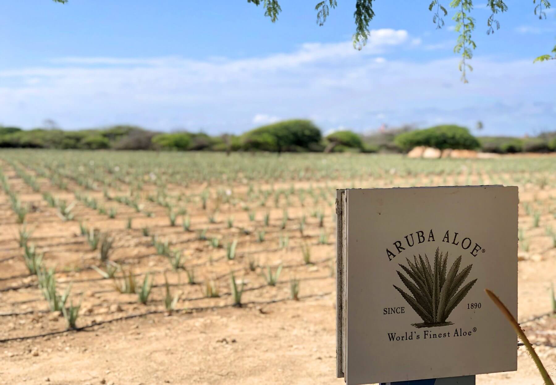 aruba aloe farm — an aruba vacation must!