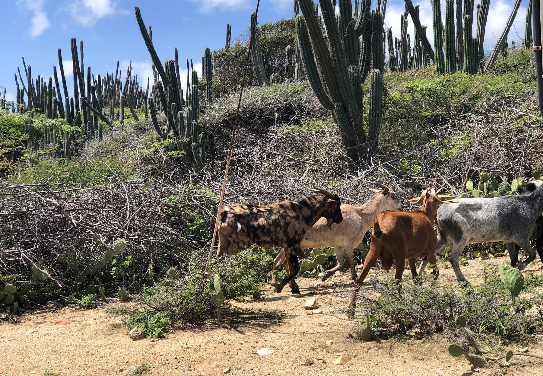 aruba vacation adventure