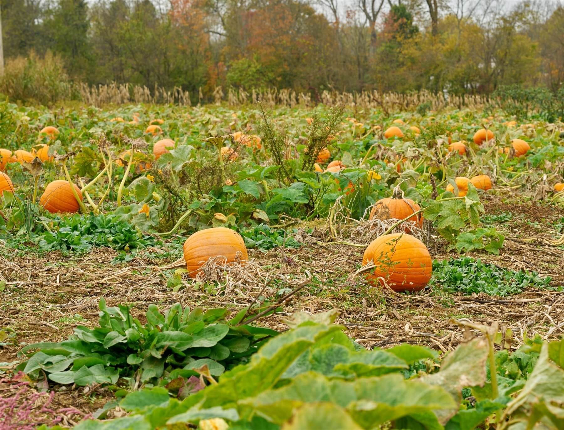 Pumpkin patch at Gallrein Farm in Shelby County, Kentucky