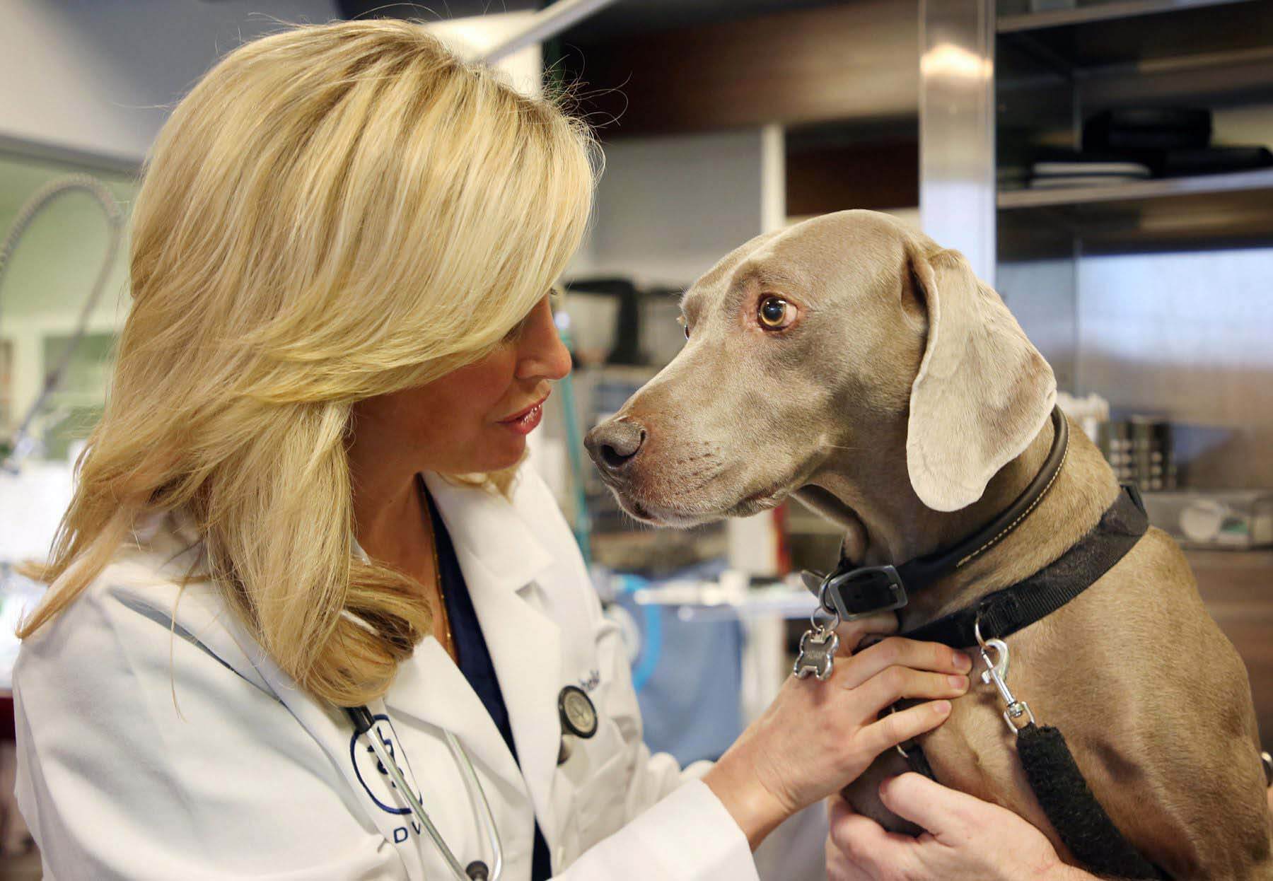 Nashville veterinarian Dr. Rahel Klapheke Sloan of Parker's Paws with a weimaraner.