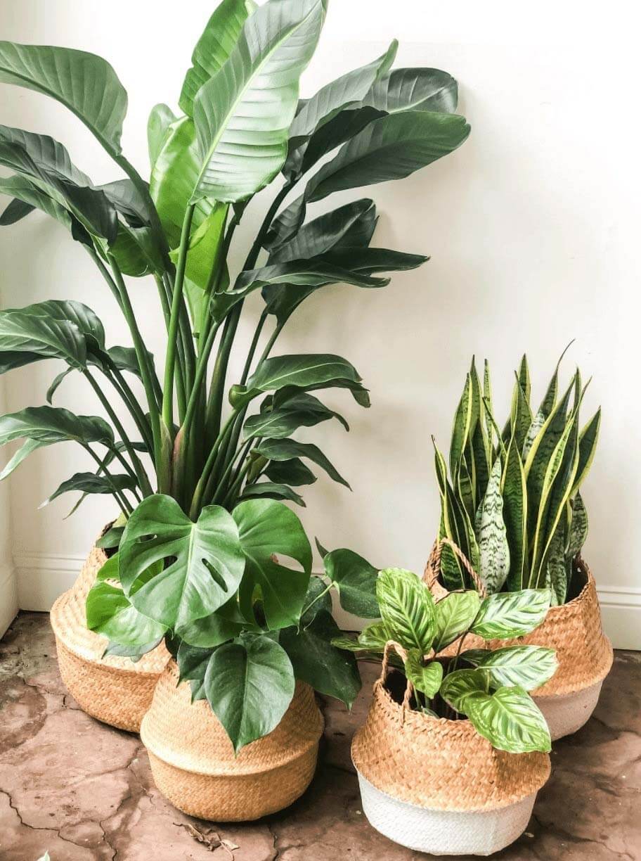 Plant baskets, $18-$28 each, from Botanica | Image: Botanica Plant baskets from Botanica