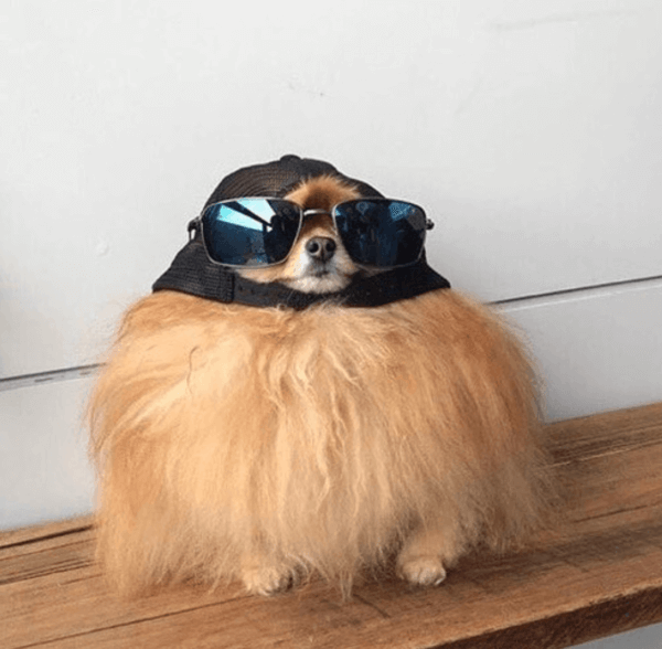 Need we say more? Image: Round Animals Round dog in hat and sunglasses