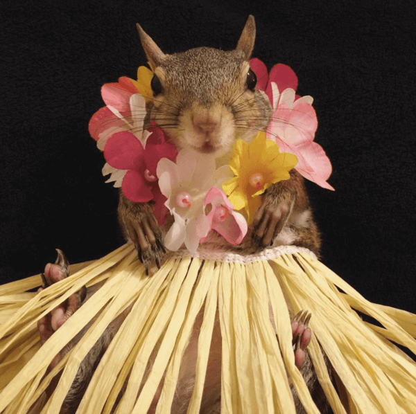 Follow along with Jill the Squirrel as her owner documents her daily life. Image: Jill the Squirrel Jill the Squirrel, a positive Instagram account
