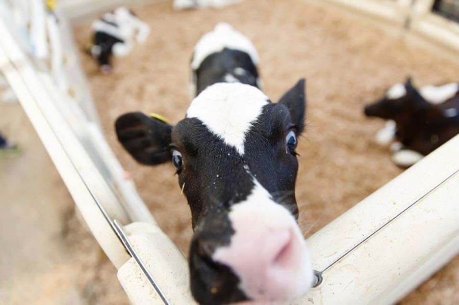 cow staring at video camera