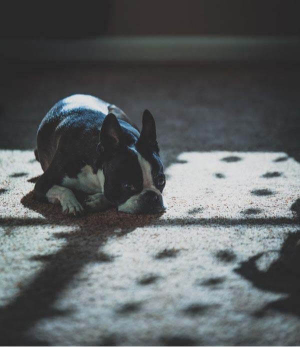 Pets may experience separation anxiety when you and your family return to work and school. The experts strongly recommend planning ahead for this inevitable transition.