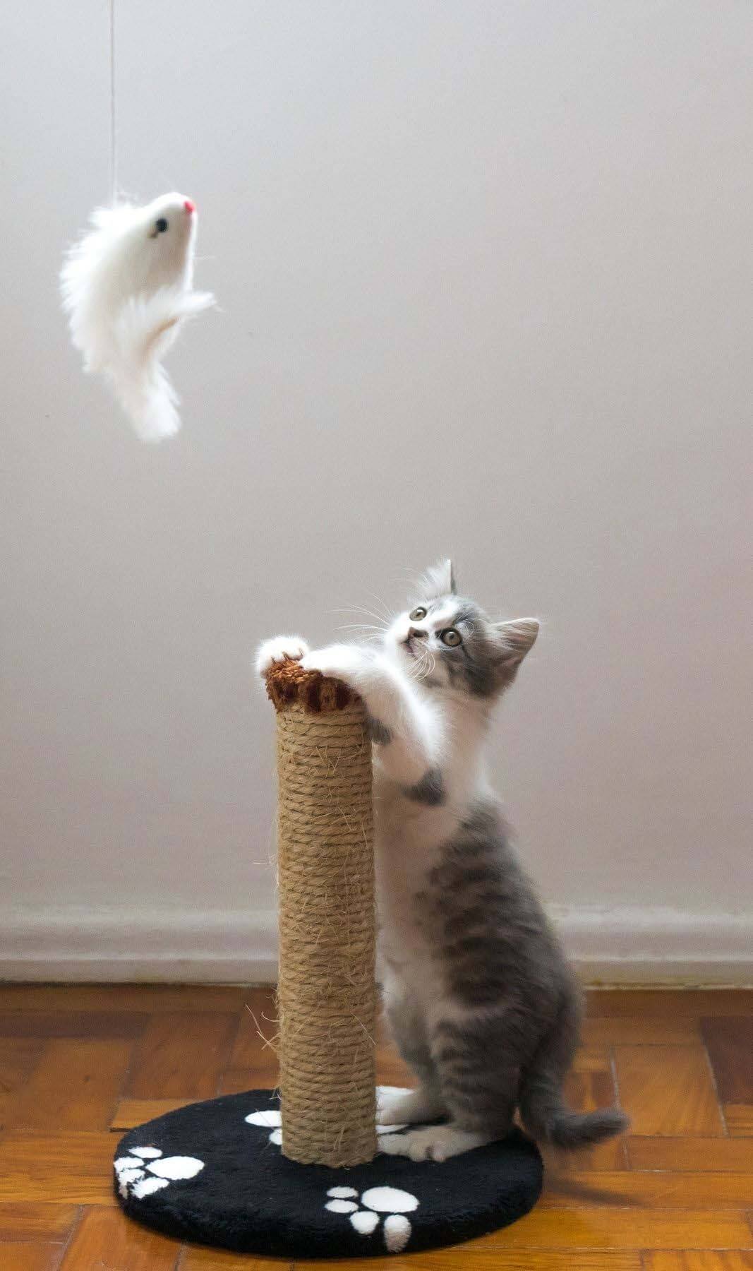 Once "safer at home" is over, pet adoption centers anticipate an influx of animals. If you're considering adoption, and don't yet know if it's right for you, it might be worth waiting until your typical daily routine resumes. cat at a scratching post, batting a toy