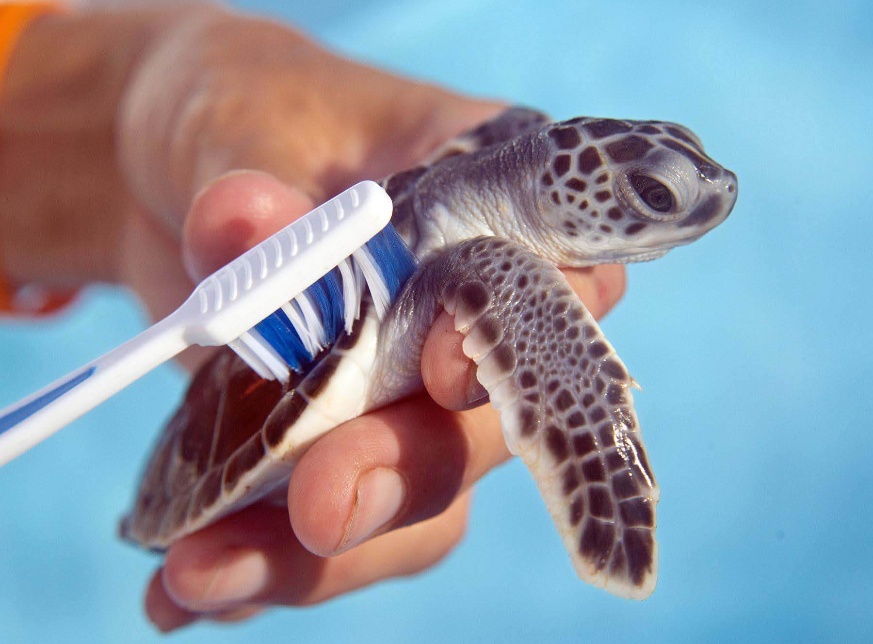 The Turtle Hospital in Florida Keys