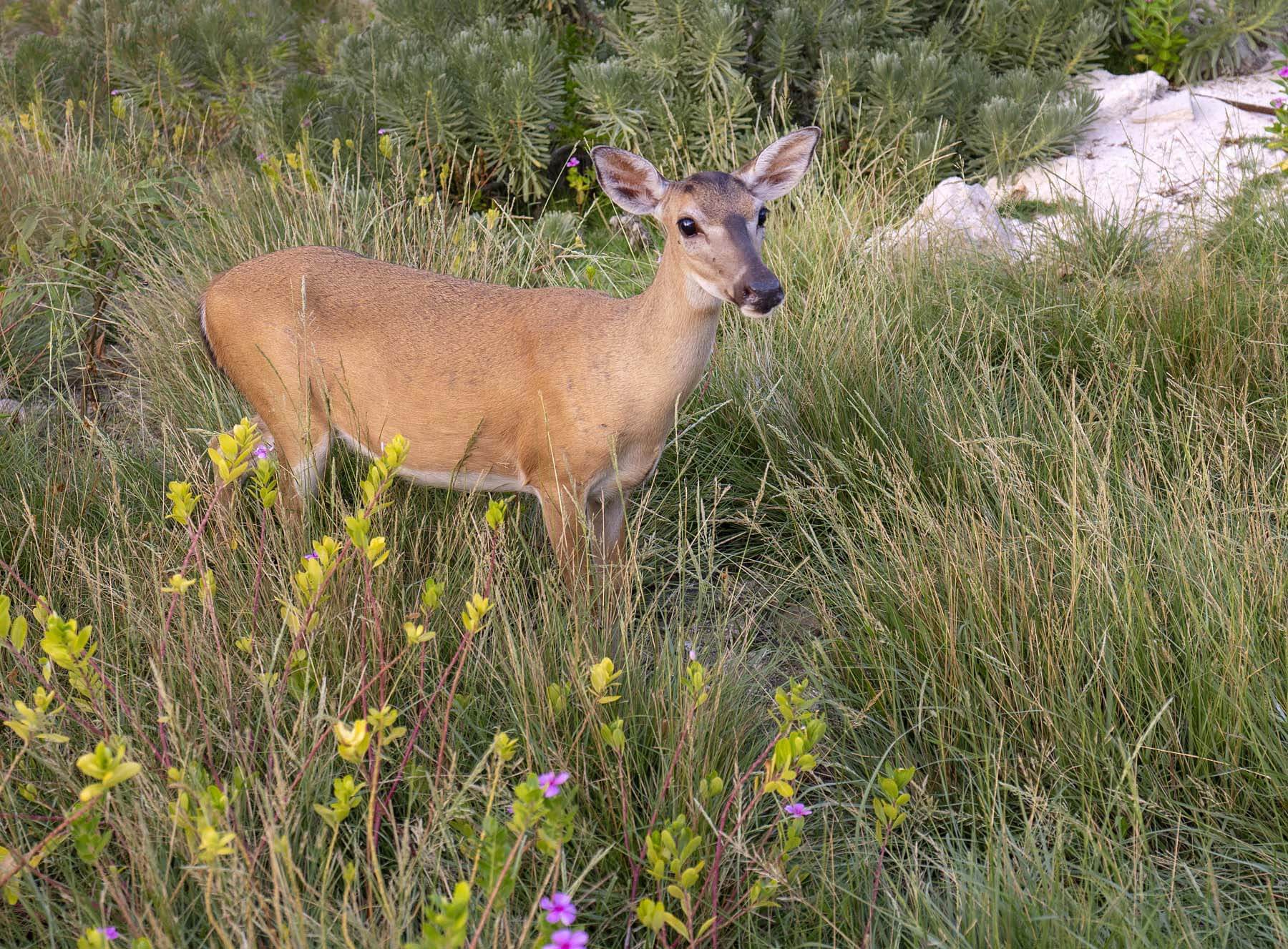 National Key Deer Refuge