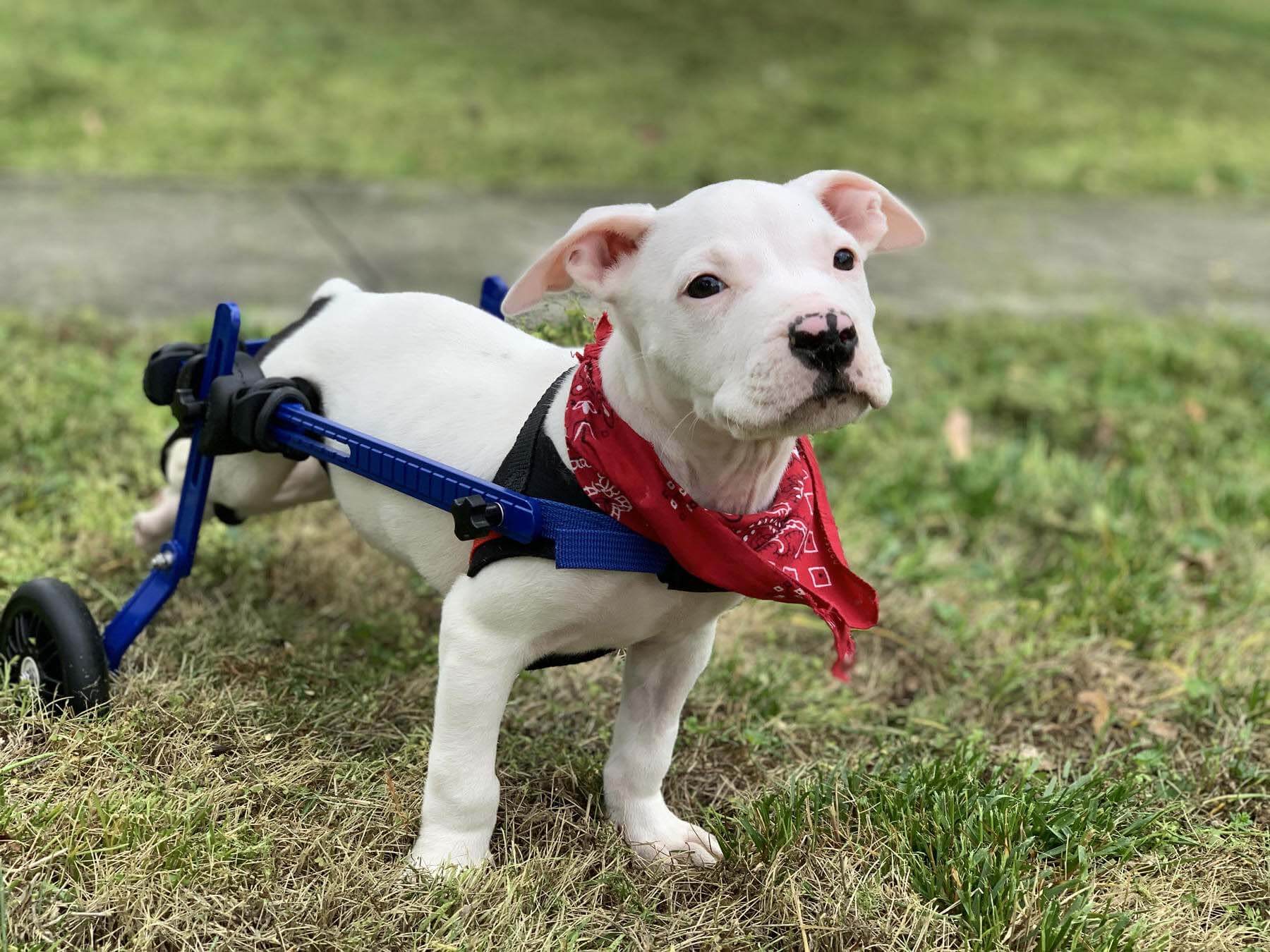 Cowboy received a new set of wheels, thanks to a generous donor! Cowboy the dog in his wheelchair