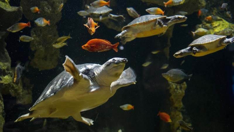 Travel from the mountains to the sea at the Tennessee Aquarium. Tennessee Aquarium