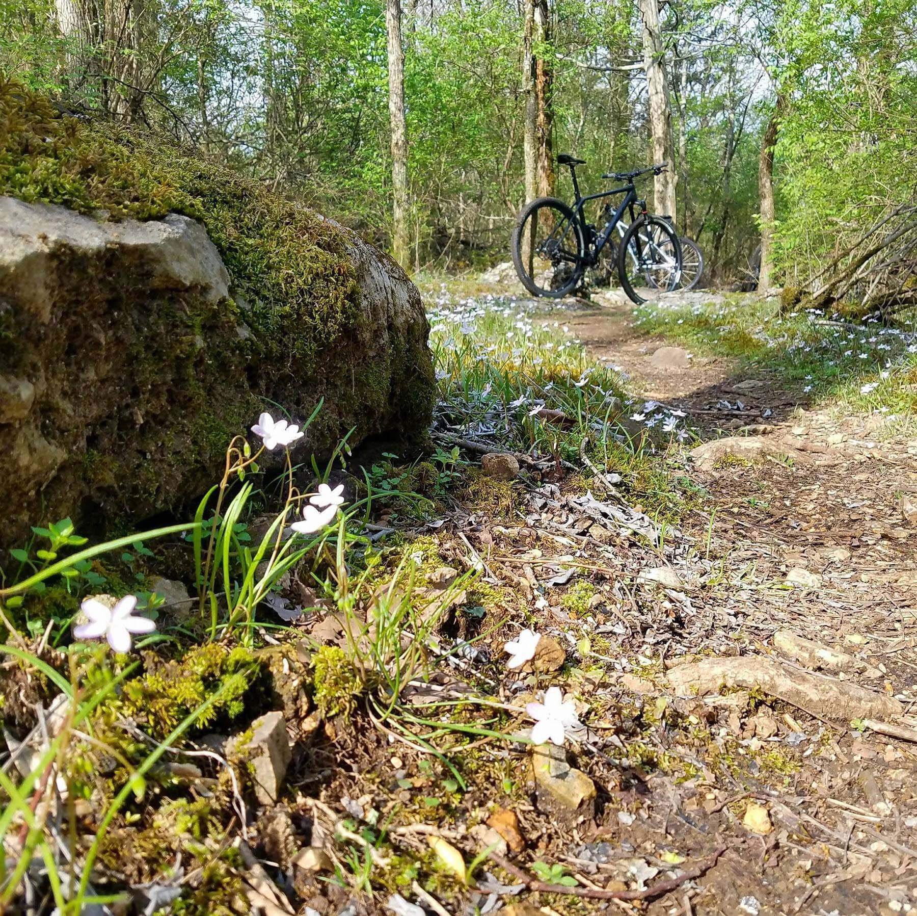 Shutes Branch Trail