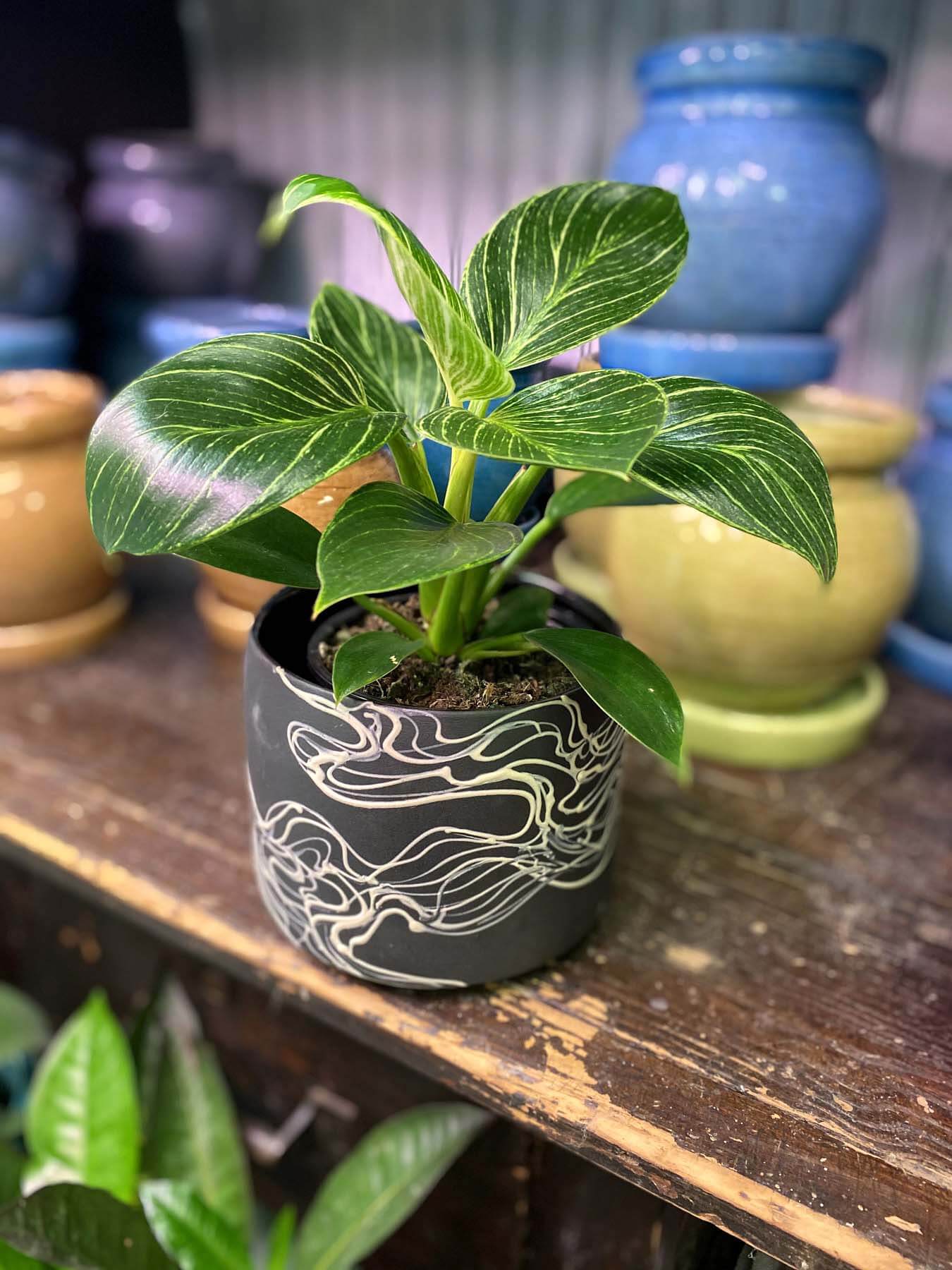 Ceramic planter, $34.99; plant, $12.99, at Urban Earth Memphis FINDS July: ceramic planter and plant from Urban Earth