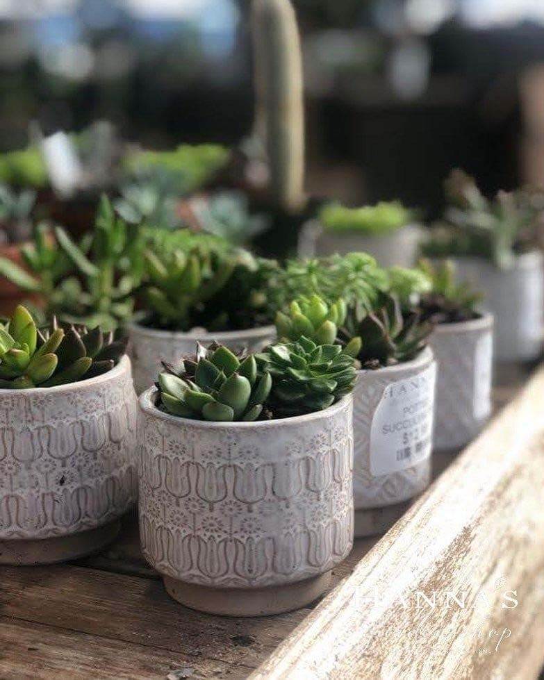 Indoor houseplants, starting at $1.99, at Hanna's Garden Shop | Image: Hanna's Garden Shop Indoor houseplants at Hanna's Garden Shop