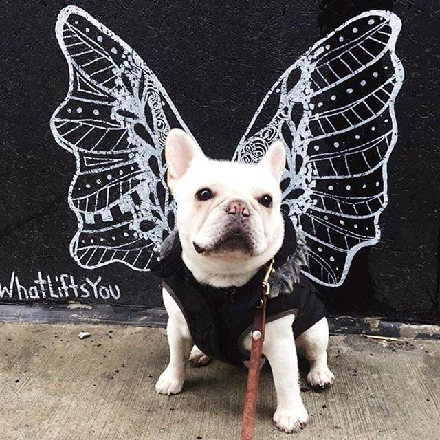 French bulldog at WhatLifts You Mural in the Gulch