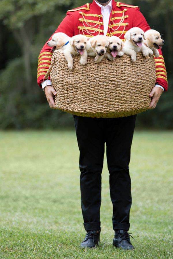 Rebecca Gardner Houses and Parties puppy delivery