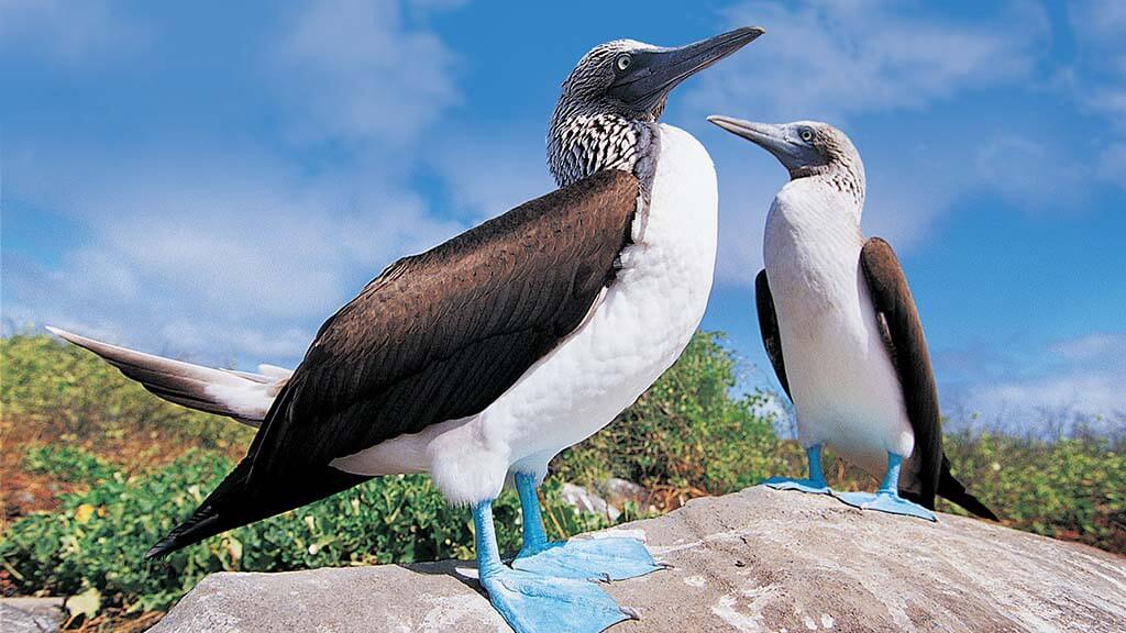 Blue-footed boobies in the Galapagos